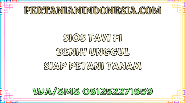 Sios Tavi F1 Benih Unggul Siap Petani Tanam